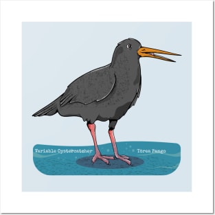 Variable oystercatcher Tōrea pango Posters and Art